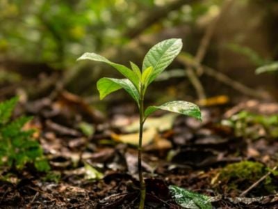 Un-albero-che-cresce-nella-foresta