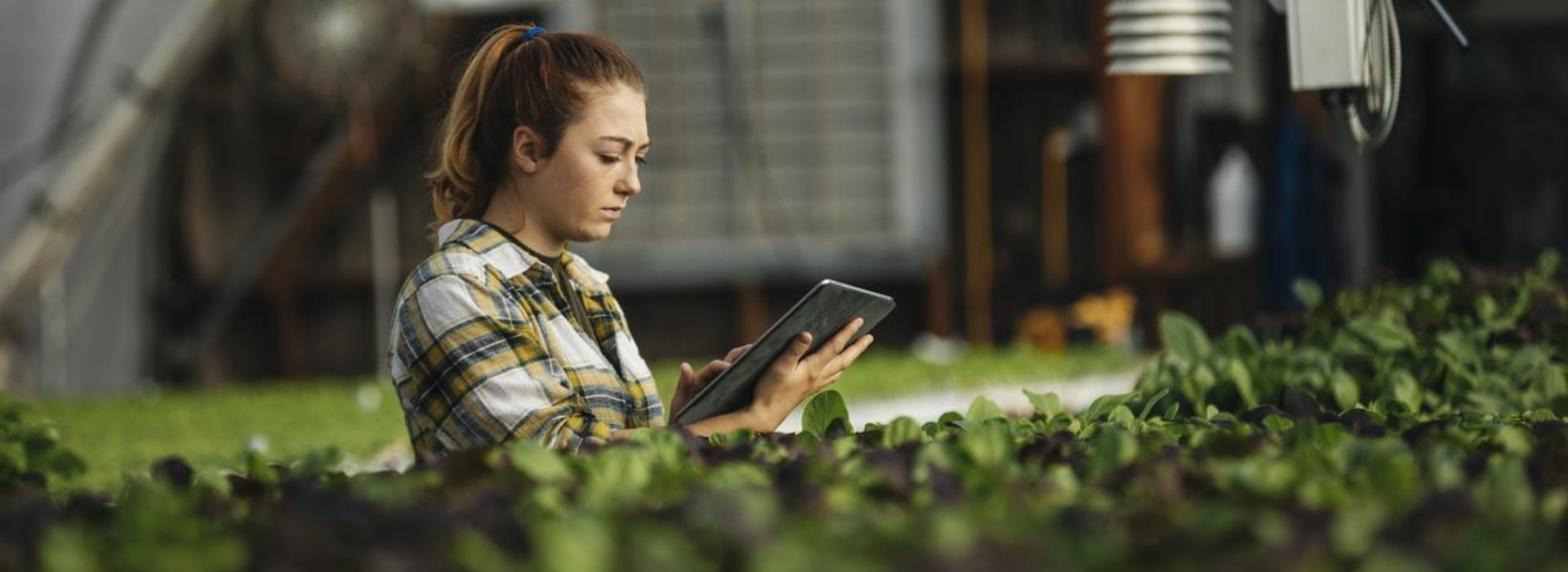 Donna ingegnere ambientale in una serra, mentre controlla i parametri ambientali su un tablet, circondata da piante