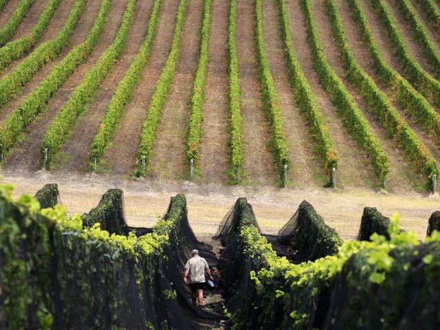 Un uomo indossa un cappello e tiene un secchio mentre cammina attraverso una rigogliosa vegetazione verde