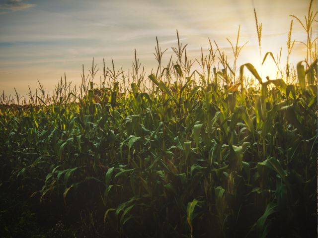campo di grano