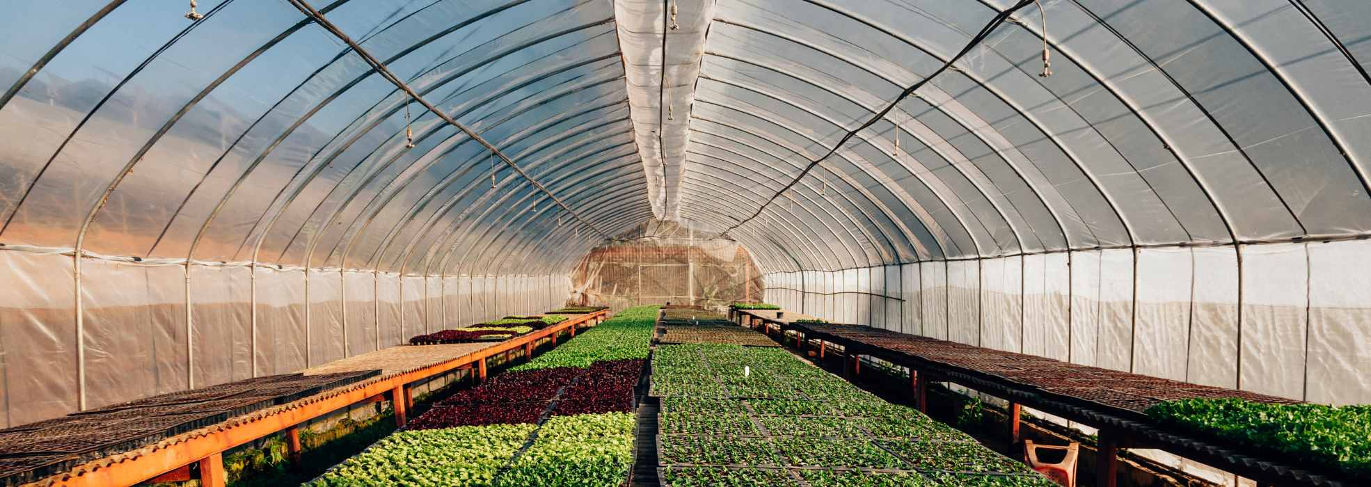 Agrifood UAE and KSA Report 2025