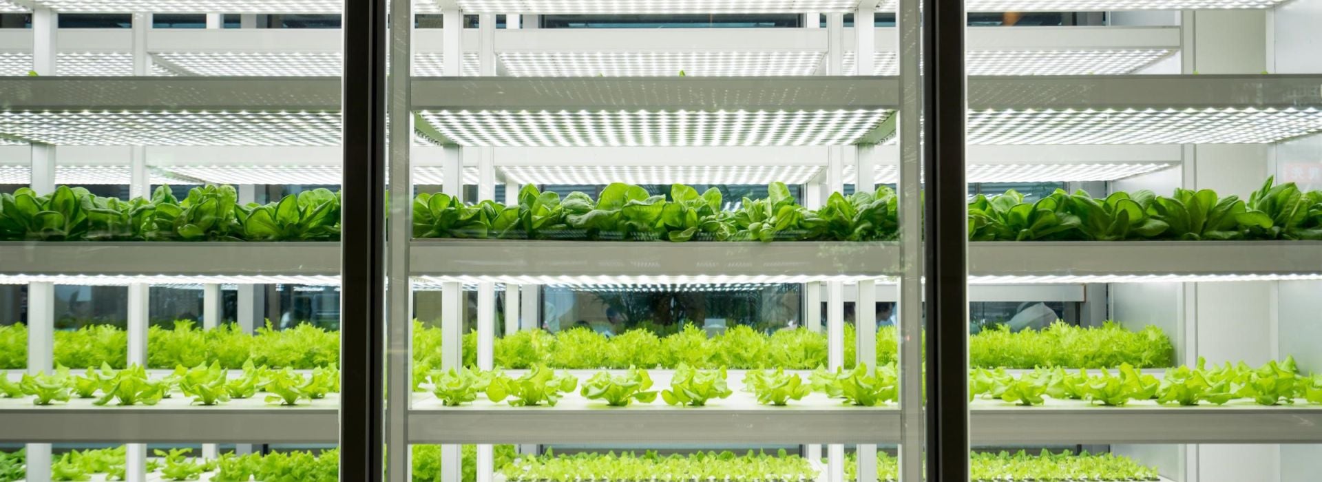Vertical hydroponic farming system with rows of green lettuce in a sustainable indoor greenhouse