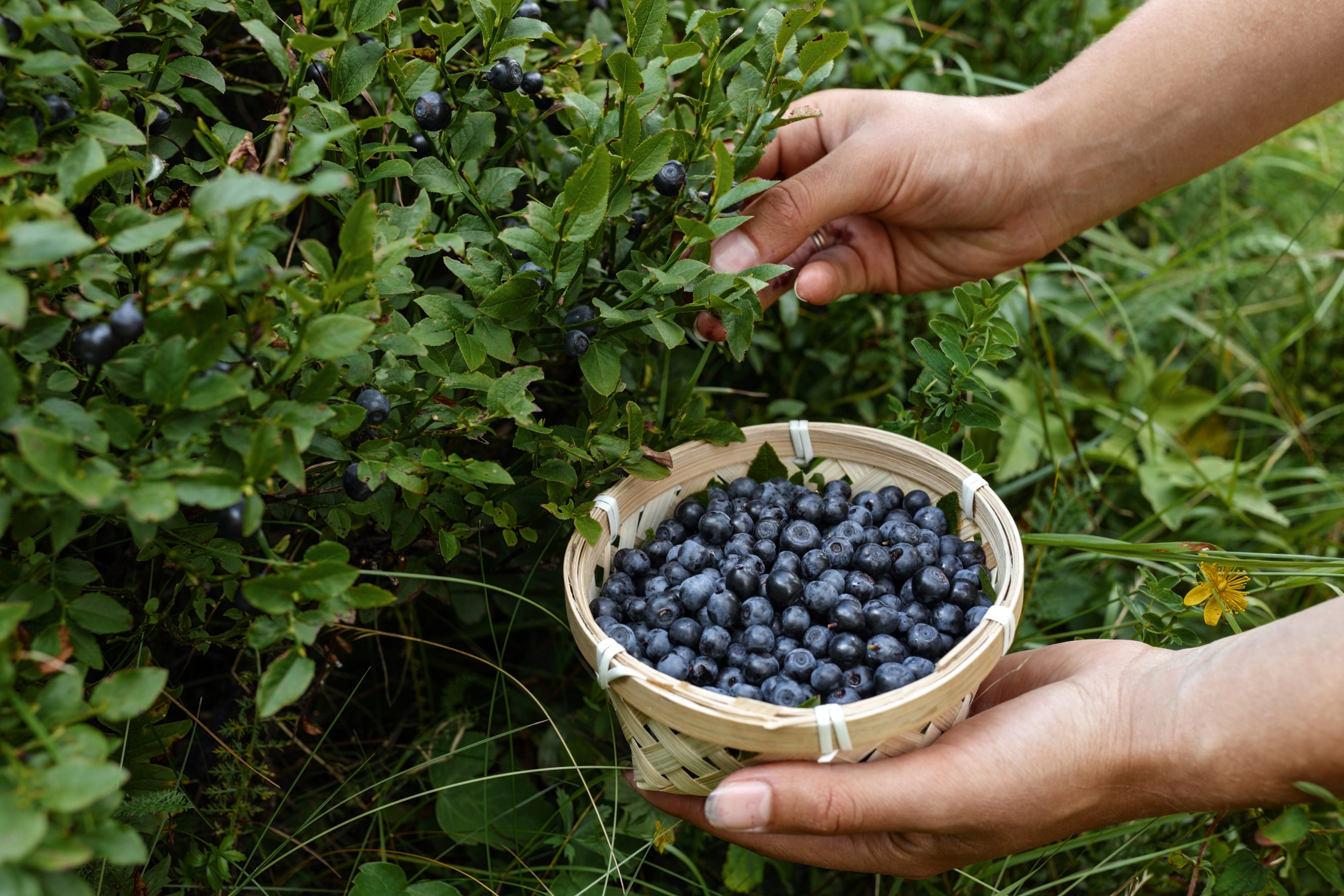 blueberries in basket