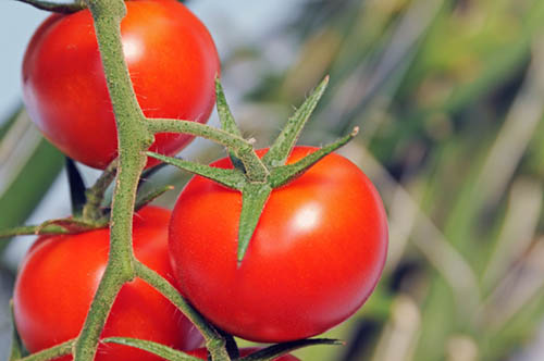 tomatoes