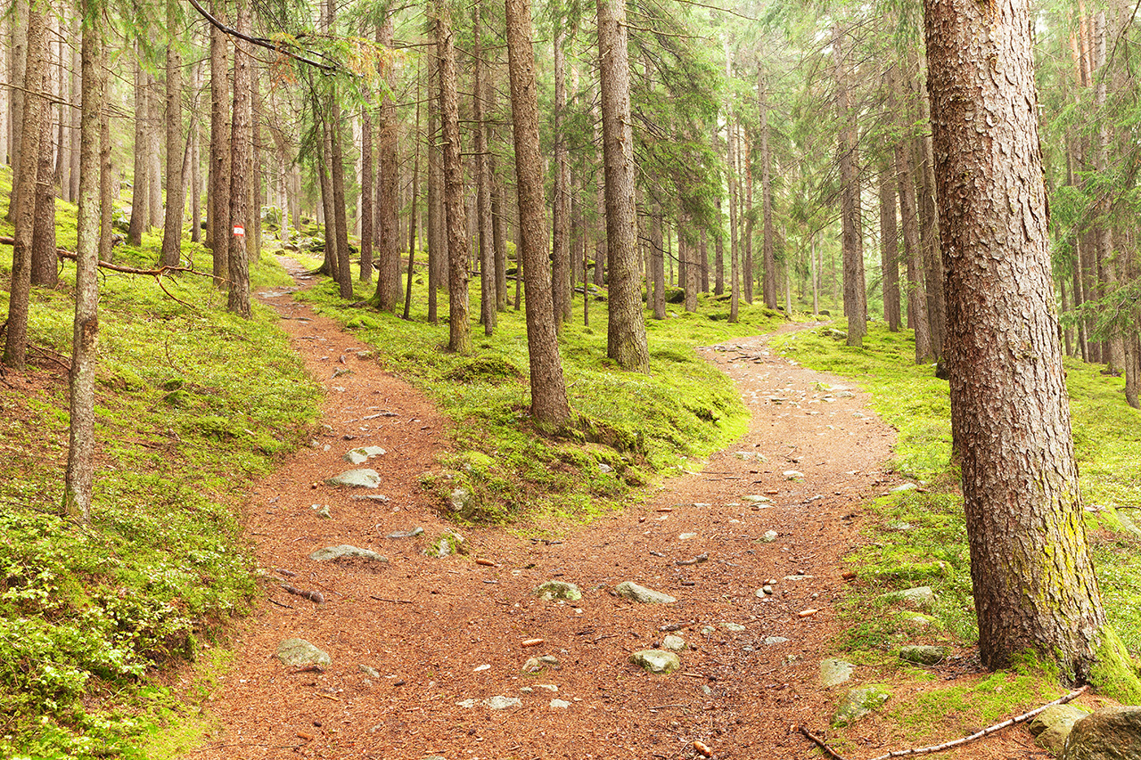 two trails in forest