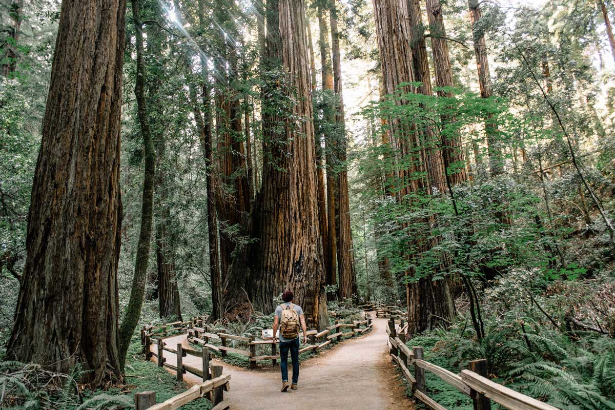 A forest full of high trees