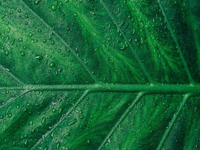 Primo piano di una foglia verde con gocce di rugiada