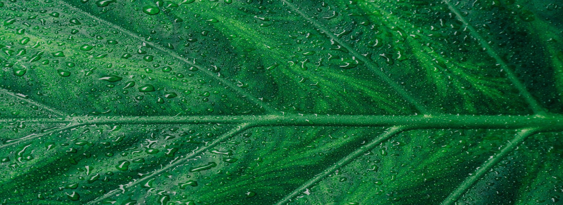 Primo piano di foglia verde con gocce di rugiada
