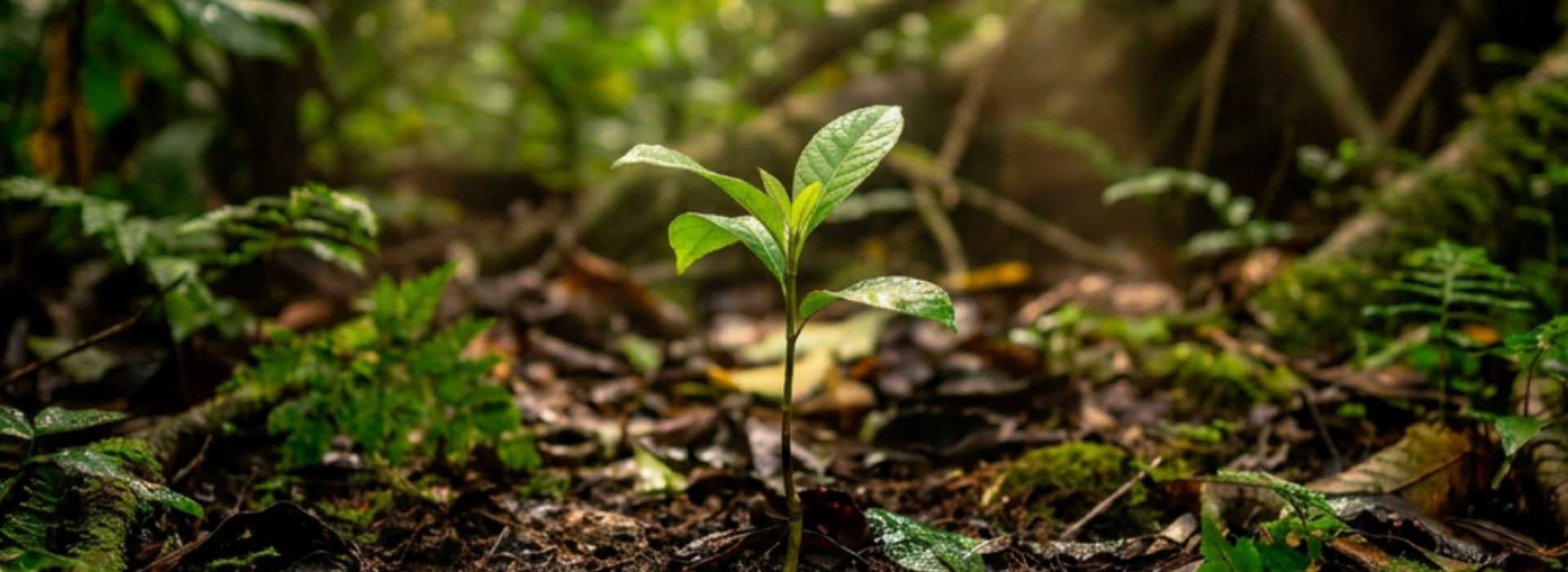 un-albero-che-cresce-nella-foresta