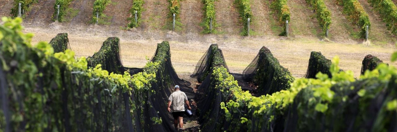 Un uomo indossa un cappello e tiene un secchio mentre cammina attraverso una rigogliosa vegetazione verde.