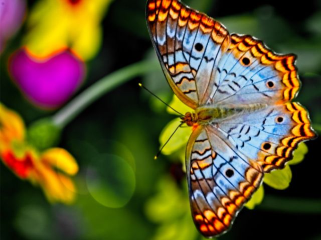 La perdita di biodiversità è un rischio enorme per il settore finanziario