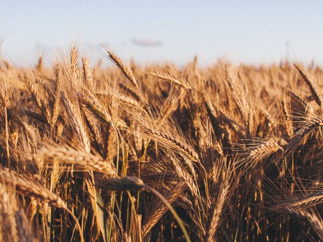 Crisi alimentare: undici Paesi ad alto rischio