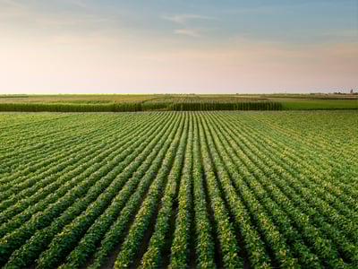 Campo verde coltivato