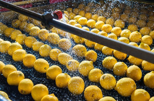 Limoni freschi, lavati dopo la raccolta