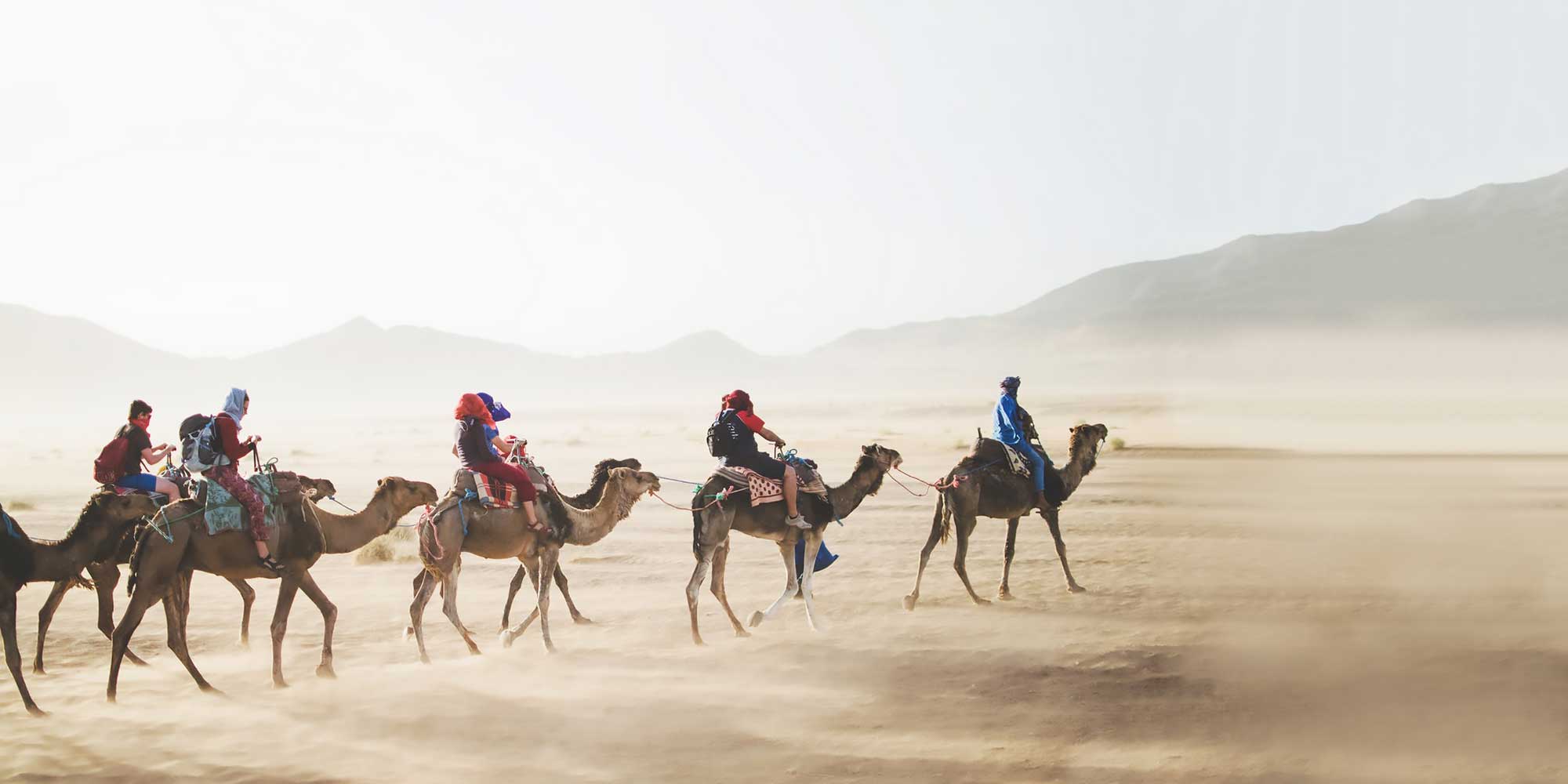 Stado wielbłądów na pustyni