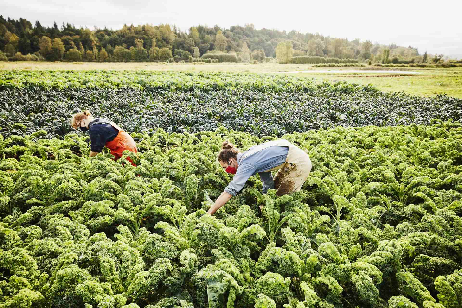 useful description of image if informative and not decoration only.